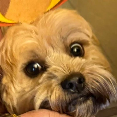 Oso